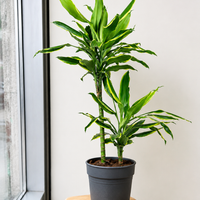 Dracaena Fragrans Golden Coast