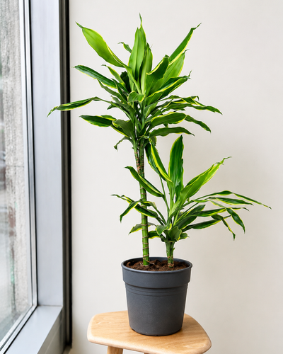 Dracaena Fragrans Golden Coast