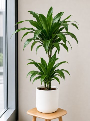 Dracaena Fragrans Ulises