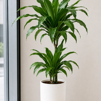 Dracaena Fragrans Ulises