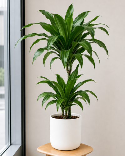 Dracaena Fragrans Ulises
