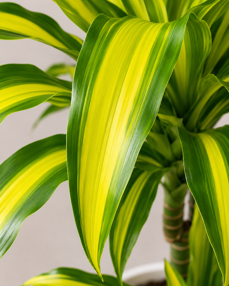Dracaena Fragrans Yellow Coast - Souq Garden