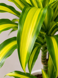 Dracaena Fragrans Yellow Coast - Souq Garden