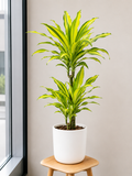 Dracaena Fragrans Yellow Coast - Souq Garden