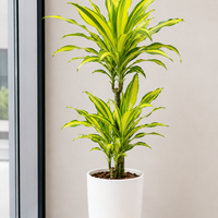 Dracaena Fragrans Yellow Coast