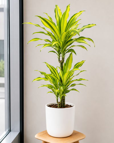Dracaena Fragrans Yellow Coast