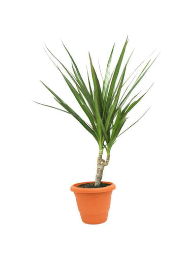 Dracaena Marginata buy online Dubai UAE apartment office Souq Garden