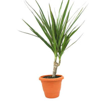 Dracaena Marginata