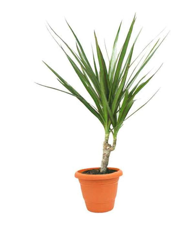 Dracaena Marginata buy online Dubai UAE apartment office Souq Garden
