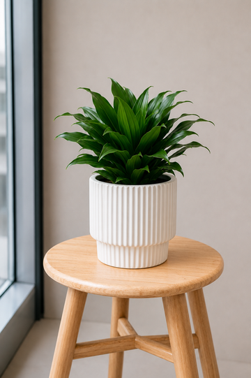 Dracaena Compacta Small