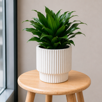 Dracaena Compacta Small