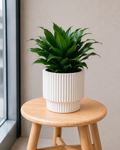 Dracaena Compacta Small