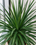 Dracaena Draco - Souq Garden