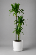 Dracaena Fragrans Janet Craig - Souq Garden