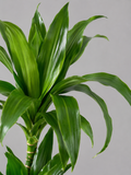 Dracaena Fragrans Janet Craig - Souq Garden