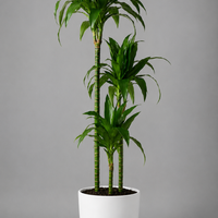 Dracaena Fragrans Janet Craig
