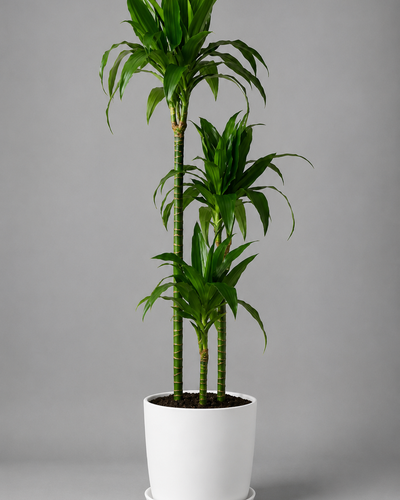 Dracaena Fragrans Janet Craig