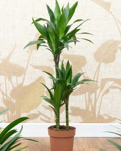 Dracaena Fragrans Janet Craig
