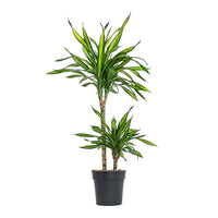 Dracaena Fragrans Rikki