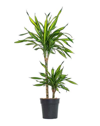 Dracaena Fragrans Rikki variegated yellow stripes indoor plant Dubai UAE Souq Garden