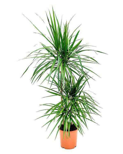 Dracaena Marginata