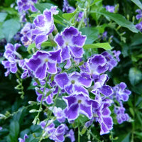 Duranta Erecta