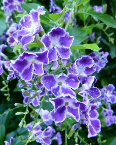 Duranta Erecta