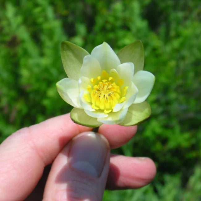 Dwarf Water Lily