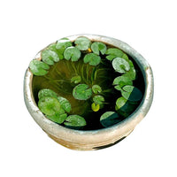 Dwarf Water Lily