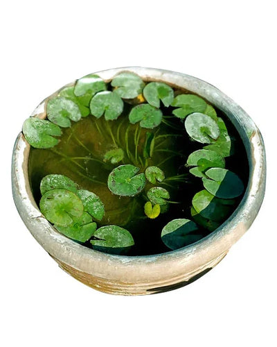 Dwarf Water Lily