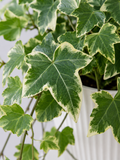 English Ivy Variegated - Souq Garden