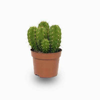 Echino Cactus