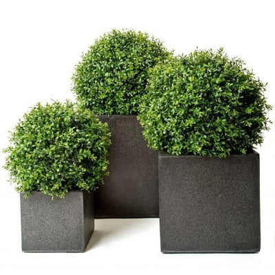 Ehretia Ball Plant