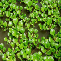 Eichhornia Crassipes