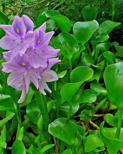 Eichhornia Crassipes