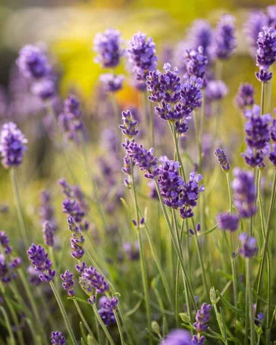 English Lavender