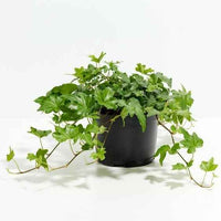 English Ivy