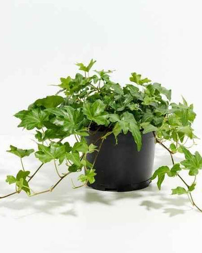 English Ivy