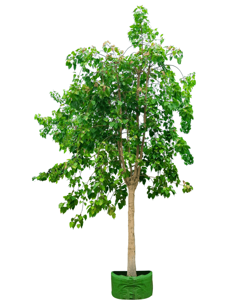 Ficus religiosa