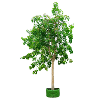 Ficus Religiosa