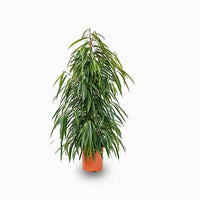 Ficus Amstel Queen