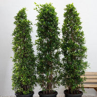 Ficus Nitida – Cone Shape