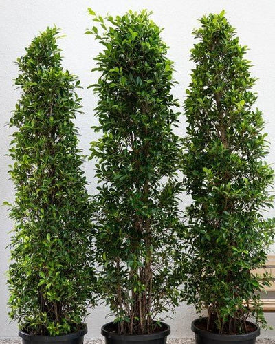 Ficus Nitida – Cone Shape