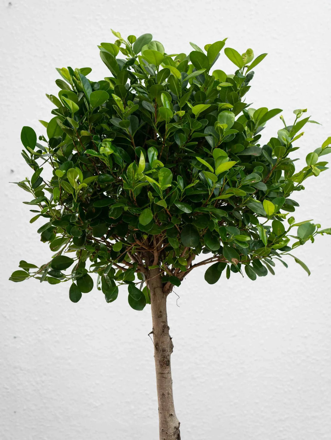 Ficus Panda – Single Head