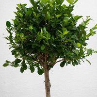 Ficus Panda – Single Head