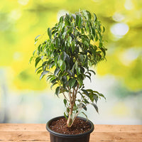 Ficus Benjamina
