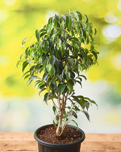 Ficus Benjamina