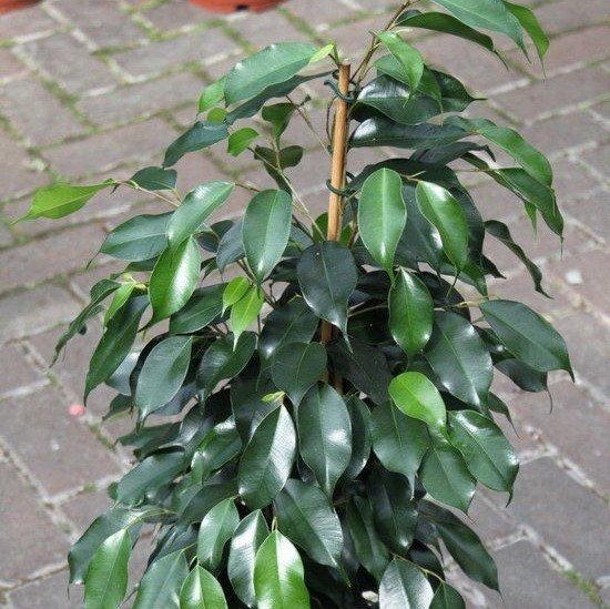 Ficus Benjamina