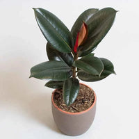 Ficus Elastica Abidjan