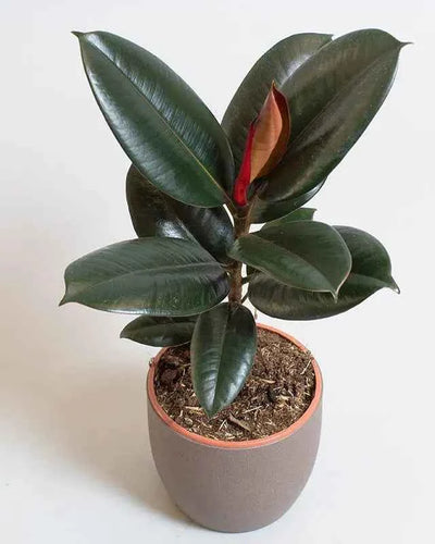 Ficus Elastica Abidjan